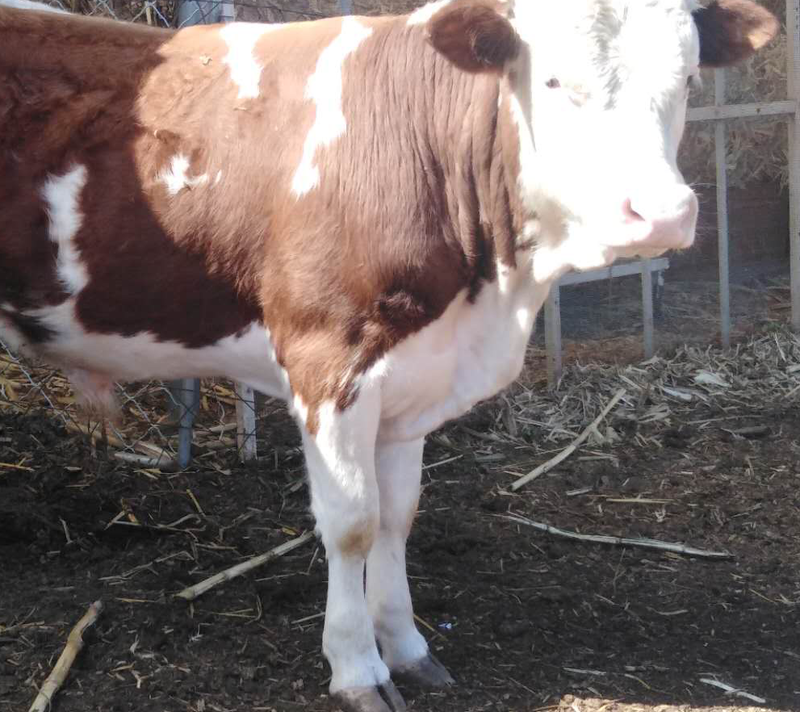 西门塔尔牛西门塔尔牛犊怀孕大母牛种公牛