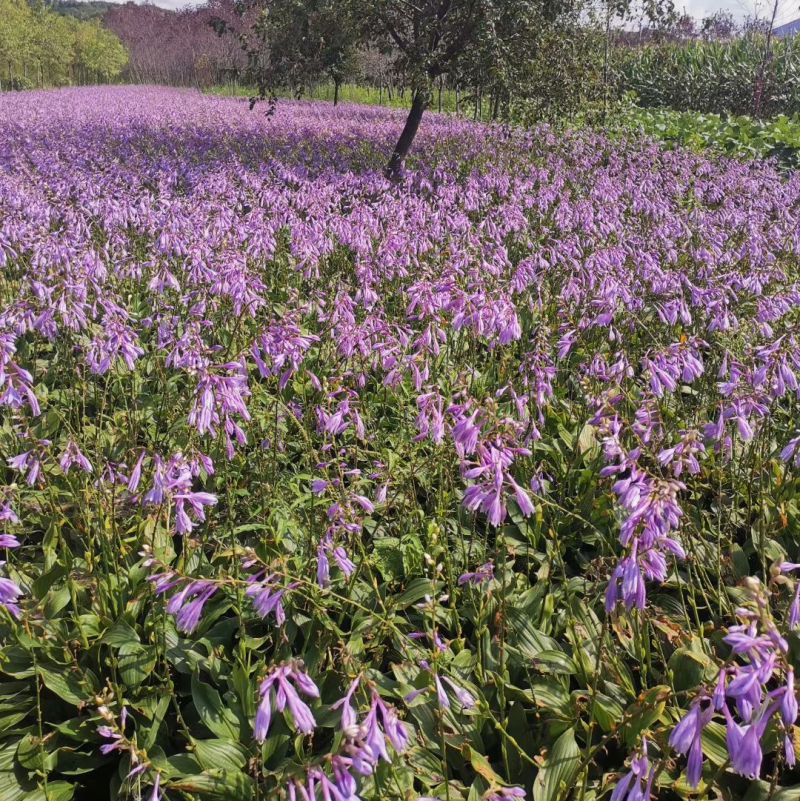 辽宁开原紫花玉簪小苗金边玉簪杯苗花边玉簪工程苗繁育基地