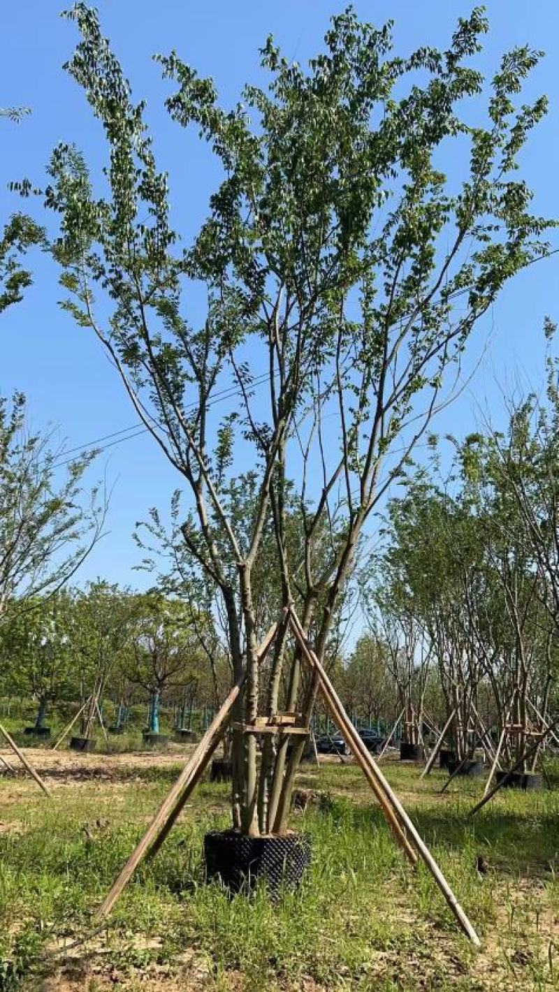 拼栽丛生朴树！容器培育，存活率高！树型漂亮，全国发货！