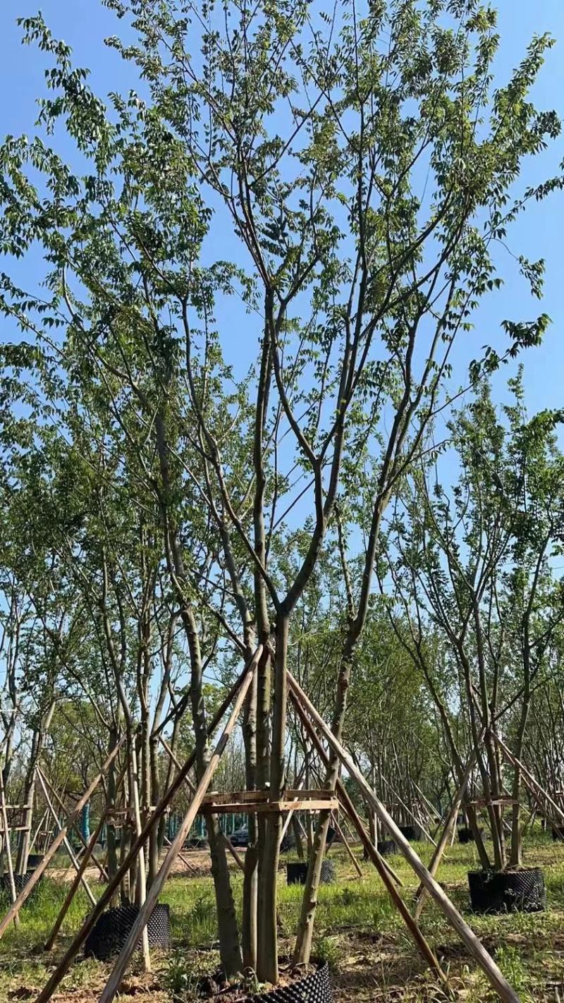 拼栽丛生朴树！容器培育，存活率高！树型漂亮，全国发货！
