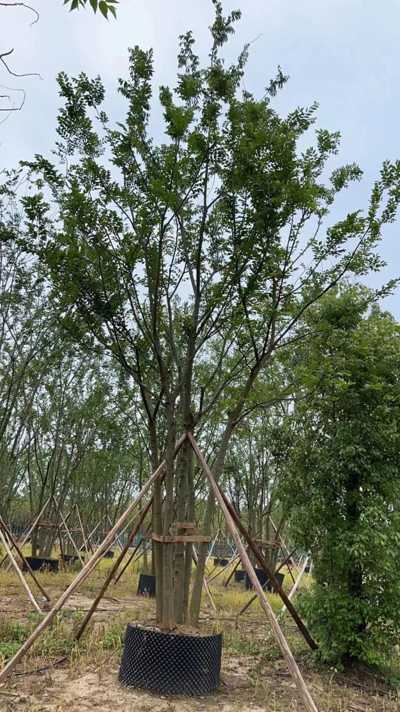 拼栽丛生朴树！容器培育，存活率高！树型漂亮，全国发货！