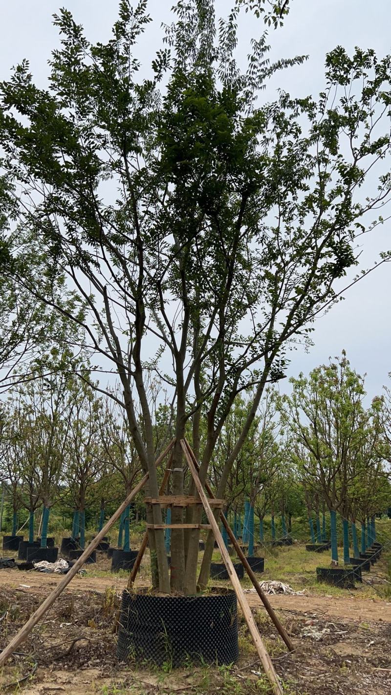 拼栽丛生朴树！容器培育，存活率高！树型漂亮，全国发货！
