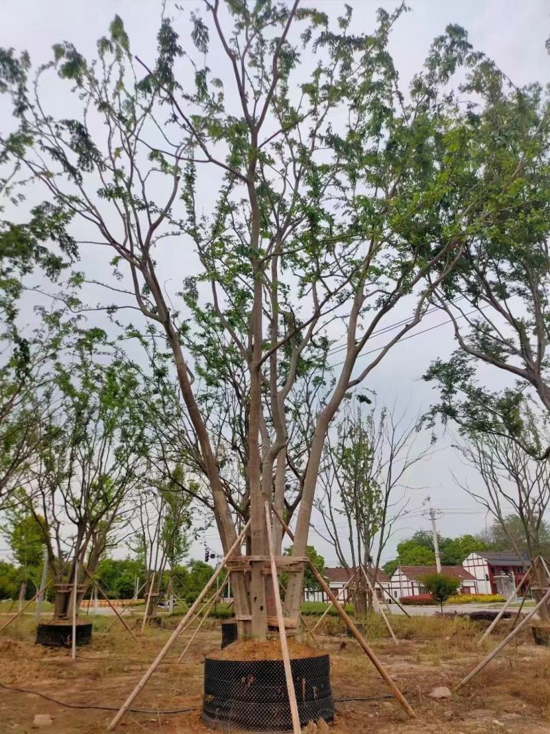 拼栽丛生朴树！容器培育，存活率高！树型漂亮，全国发货！