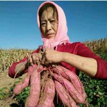 红薯苗大量出售西瓜红红薯苗