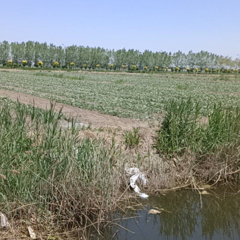 宁河拱棚西瓜