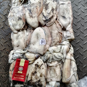 冻墨鱼乌贼