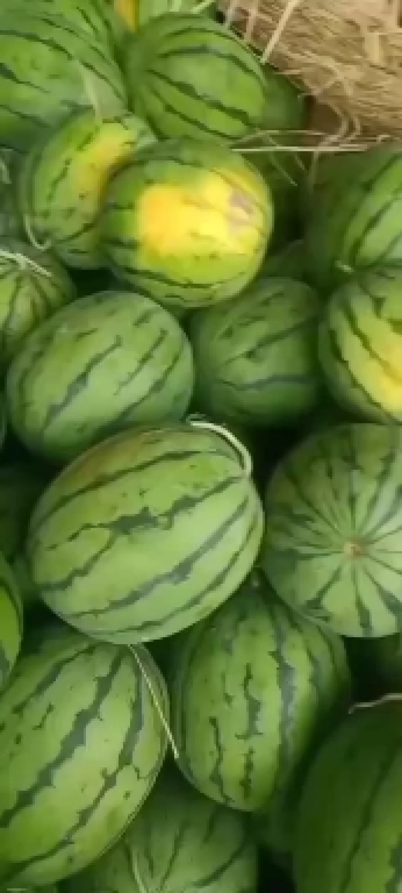 宁河拱棚西瓜