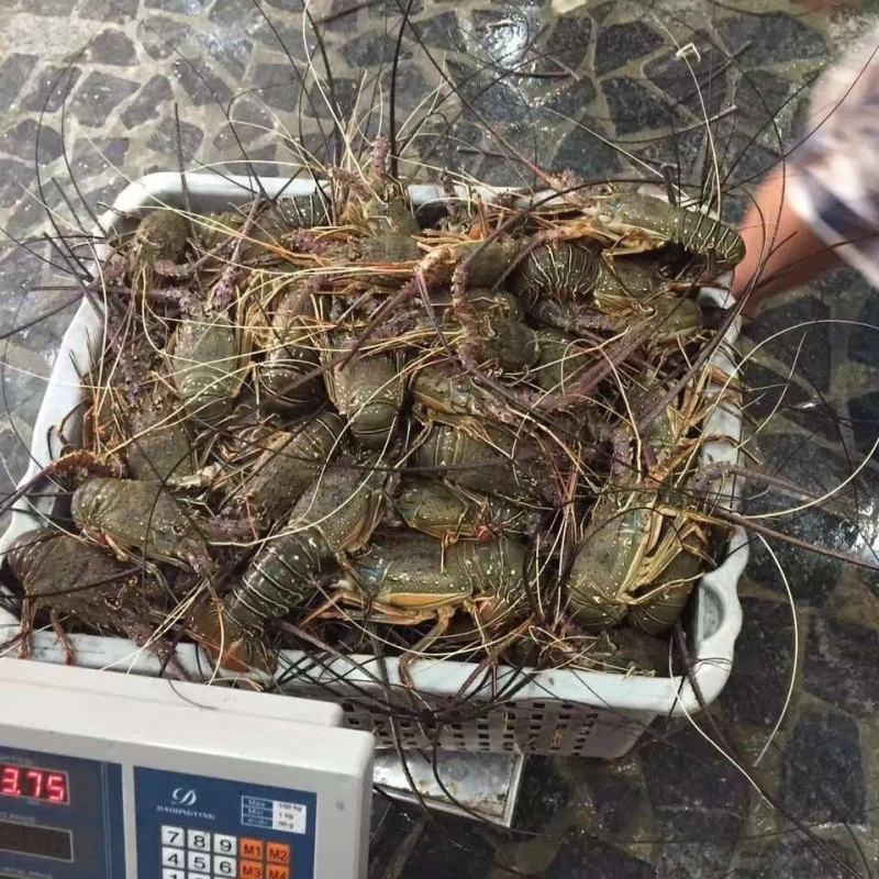 活冻小青龙刺身级