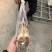 活冻小青龙刺身级