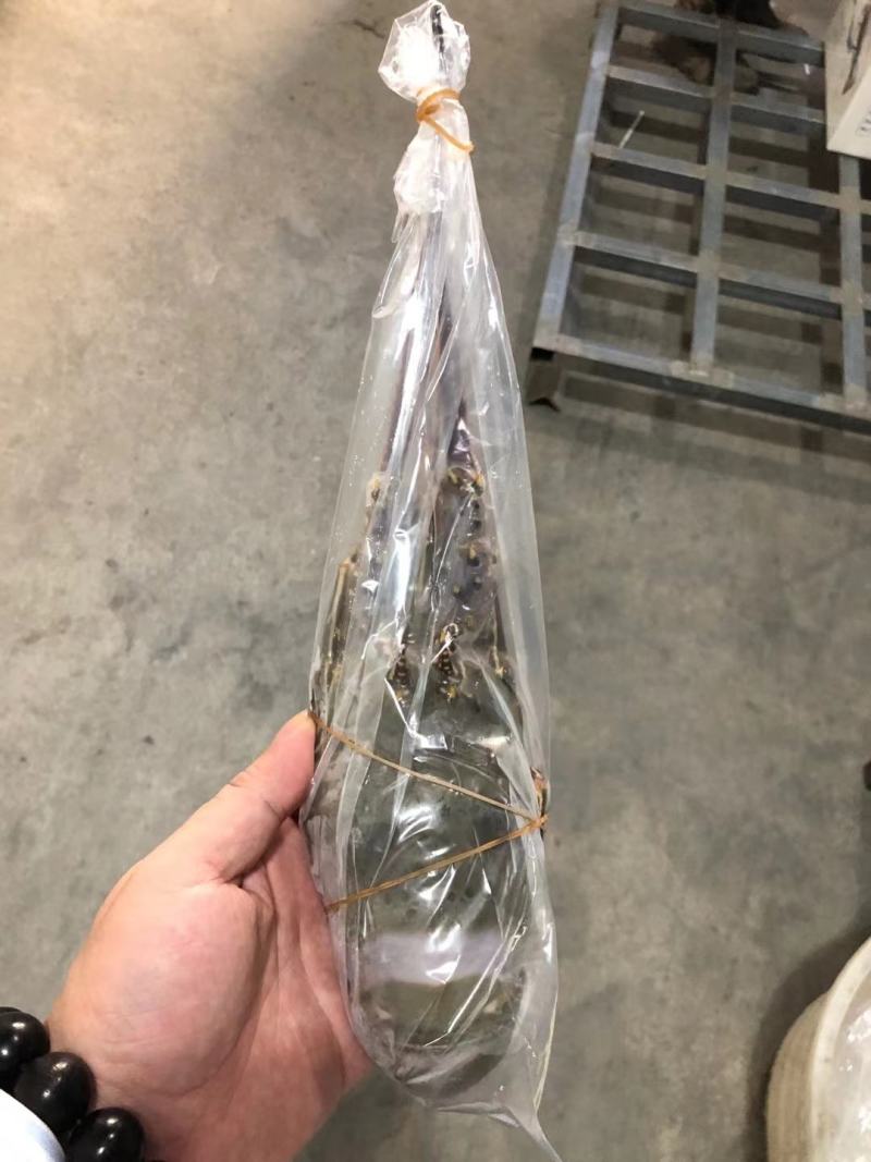 活冻小青龙刺身级