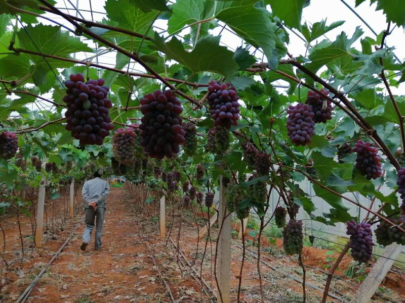 弥勒市精品茉莉香葡萄大量上市中热销中