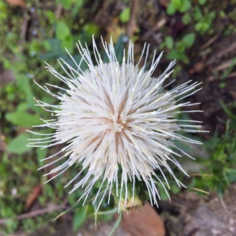 大蓟根干货鲜货