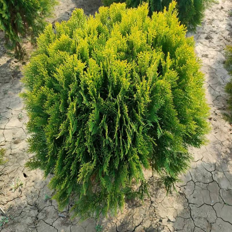 洒金柏50-80-1.2米冠幅苗圃量大优惠价格便宜