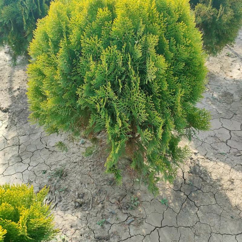 洒金柏50-80-1.2米冠幅苗圃量大优惠价格便宜