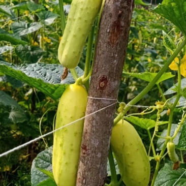黄瓜