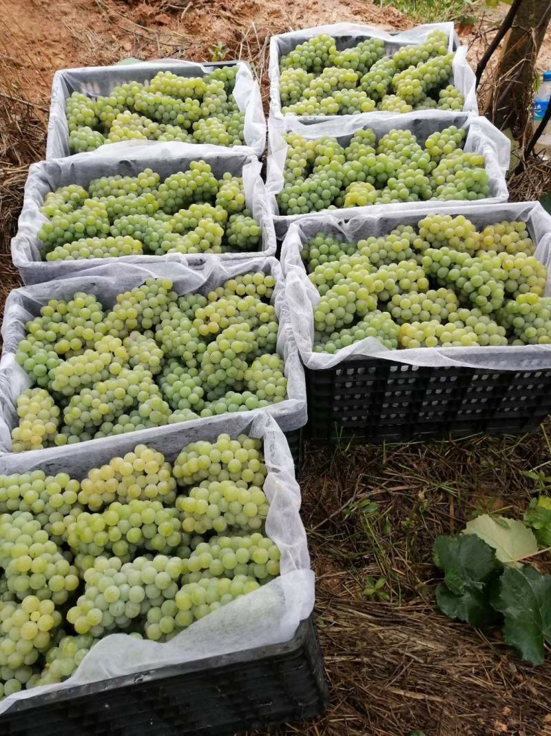 云南弥勒高原凯里水晶葡萄目前大量上市口感很好很甜