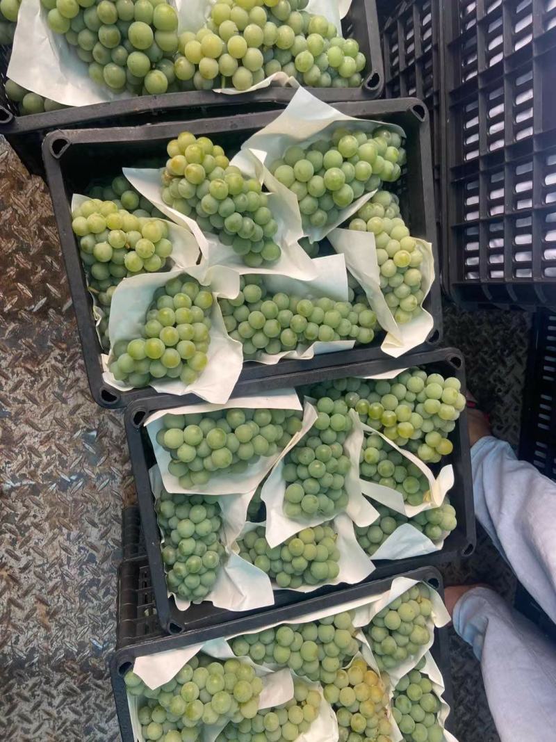 云南弥勒高原凯里水晶葡萄目前大量上市口感很好很甜