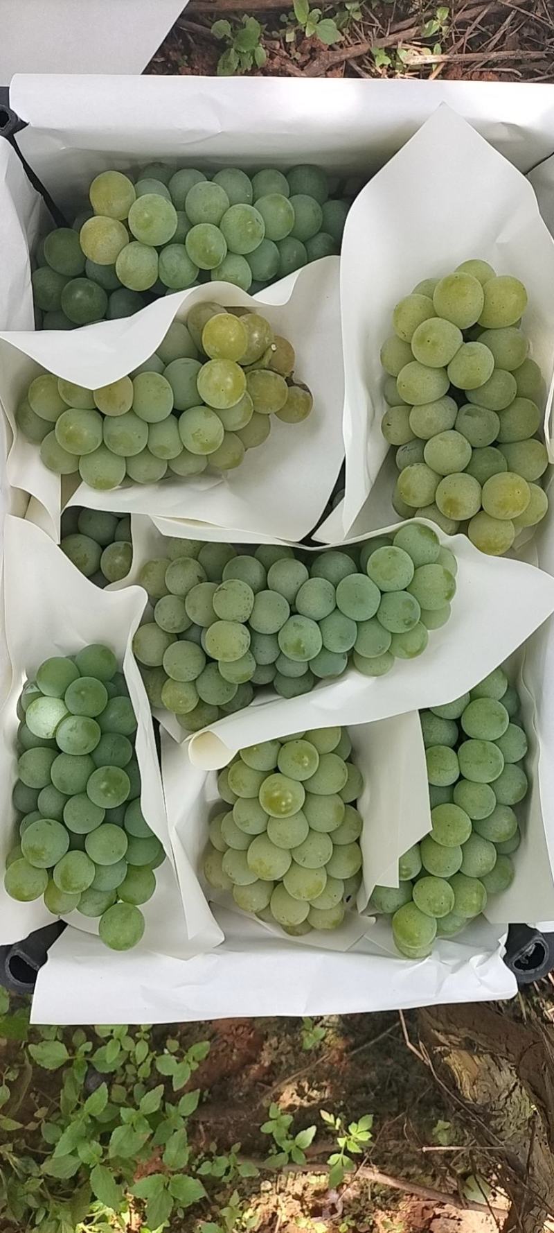 云南弥勒高原凯里水晶葡萄目前大量上市口感很好很甜
