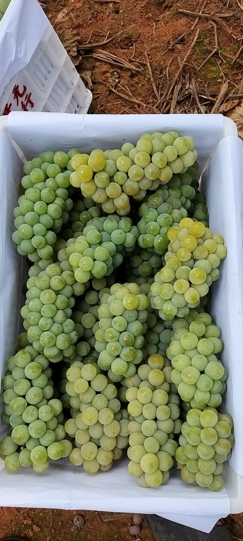 云南弥勒高原凯里水晶葡萄目前大量上市口感很好很甜
