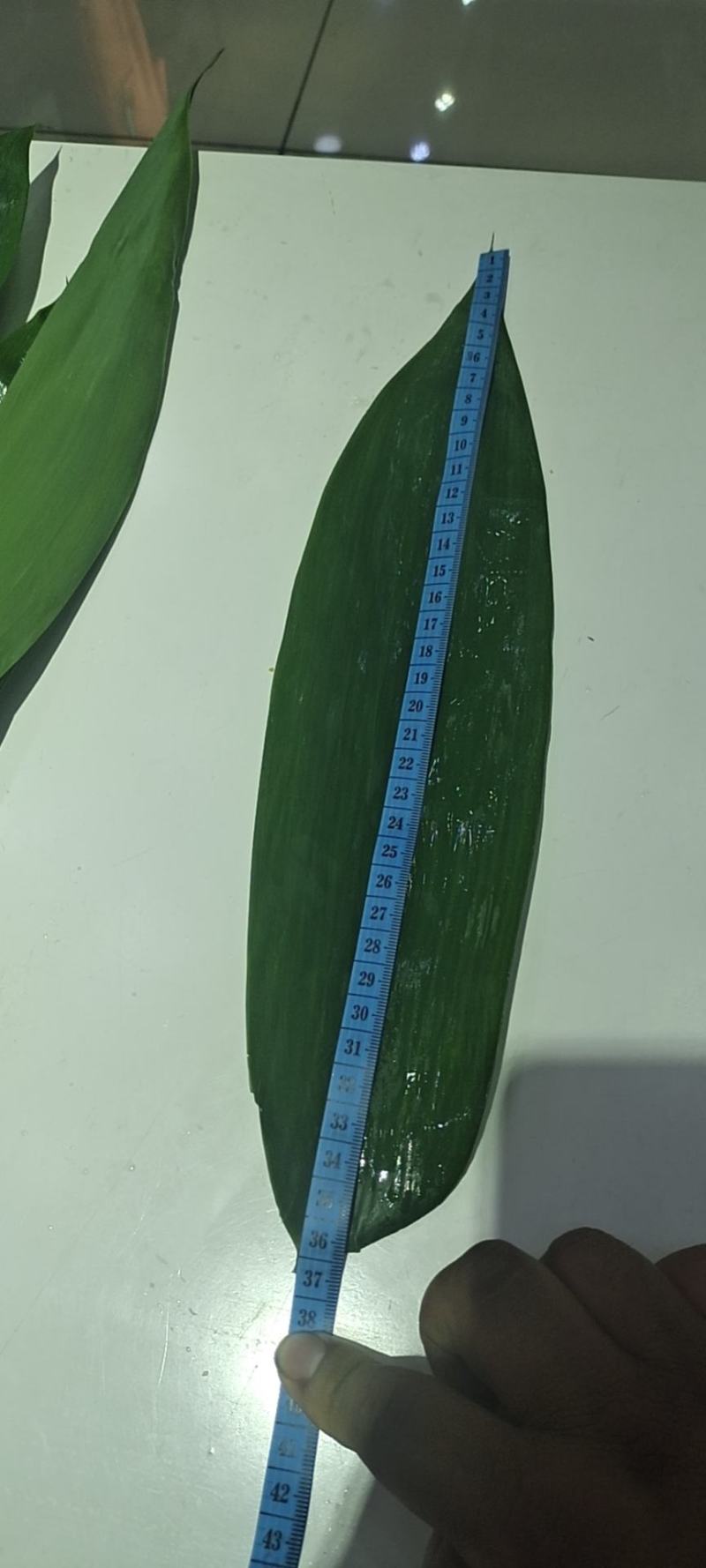 长度基本能到30公分以上，长的到36公分以上，宽度8公分