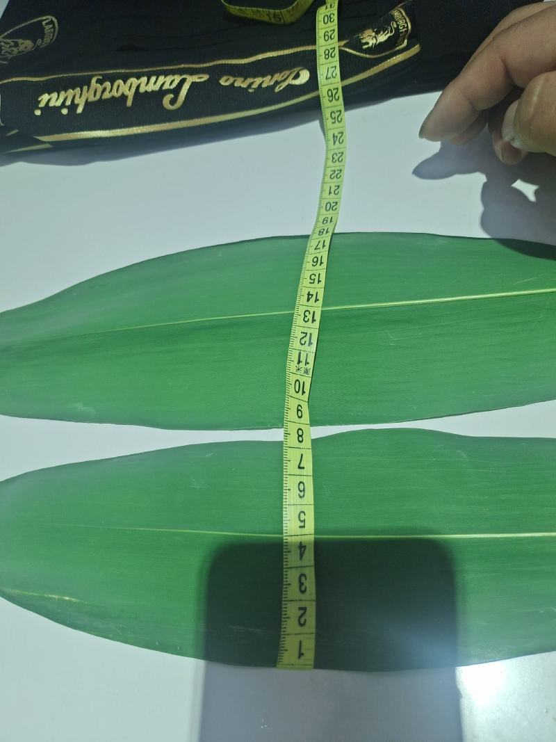 长度基本能到30公分以上，长的到36公分以上，宽度8公分