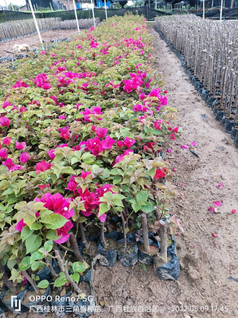 三角梅种苗杯苗红花紫花