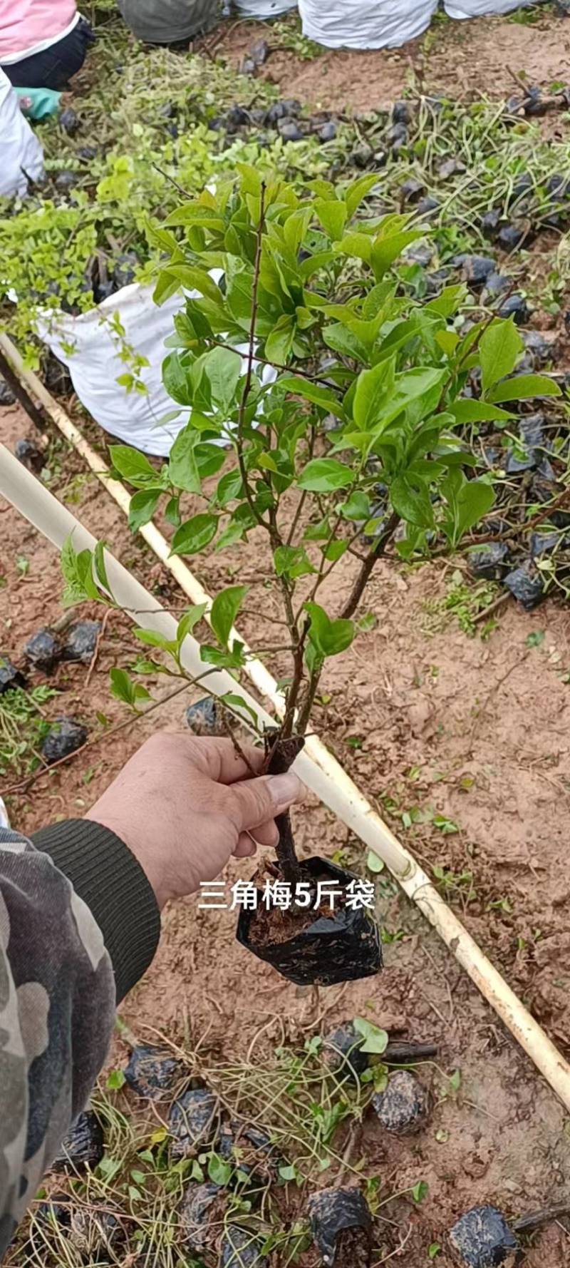 三角梅种苗杯苗红花紫花
