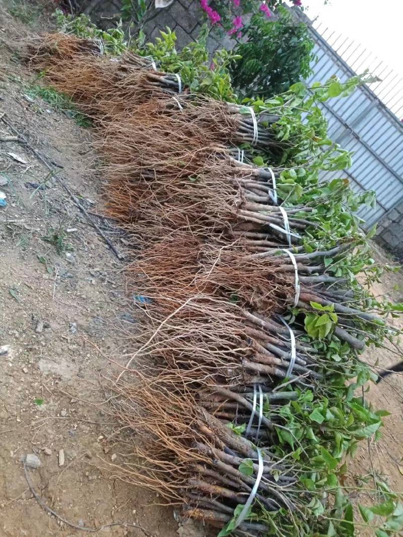 三角梅种苗杯苗红花紫花