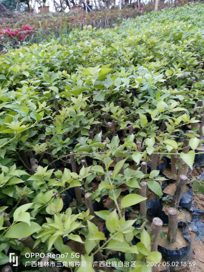 三角梅种苗杯苗红花紫花