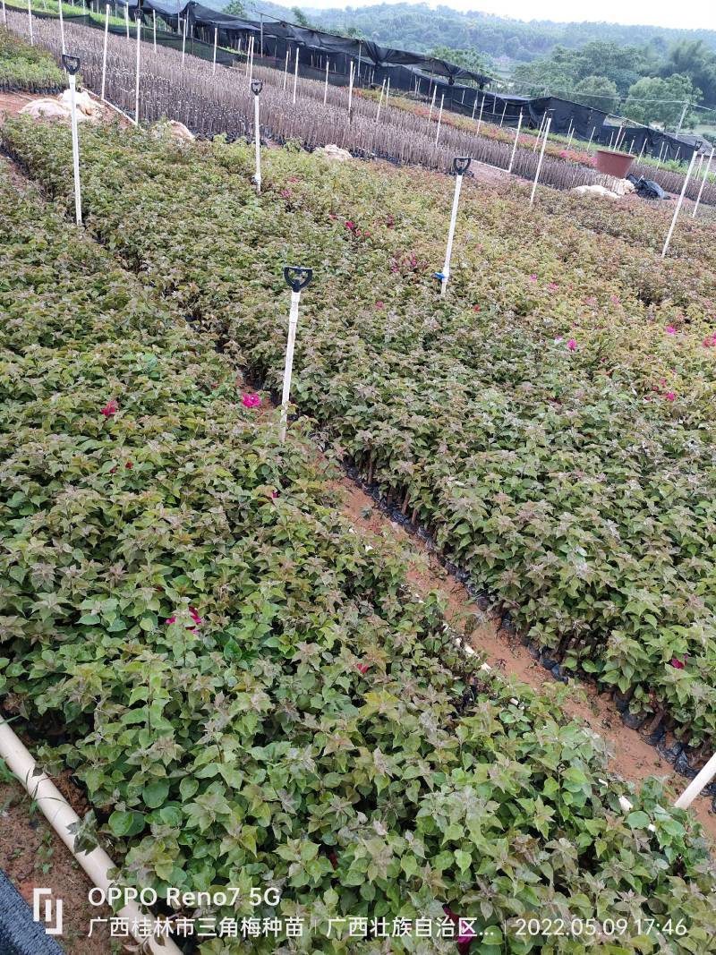 三角梅种苗杯苗红花紫花