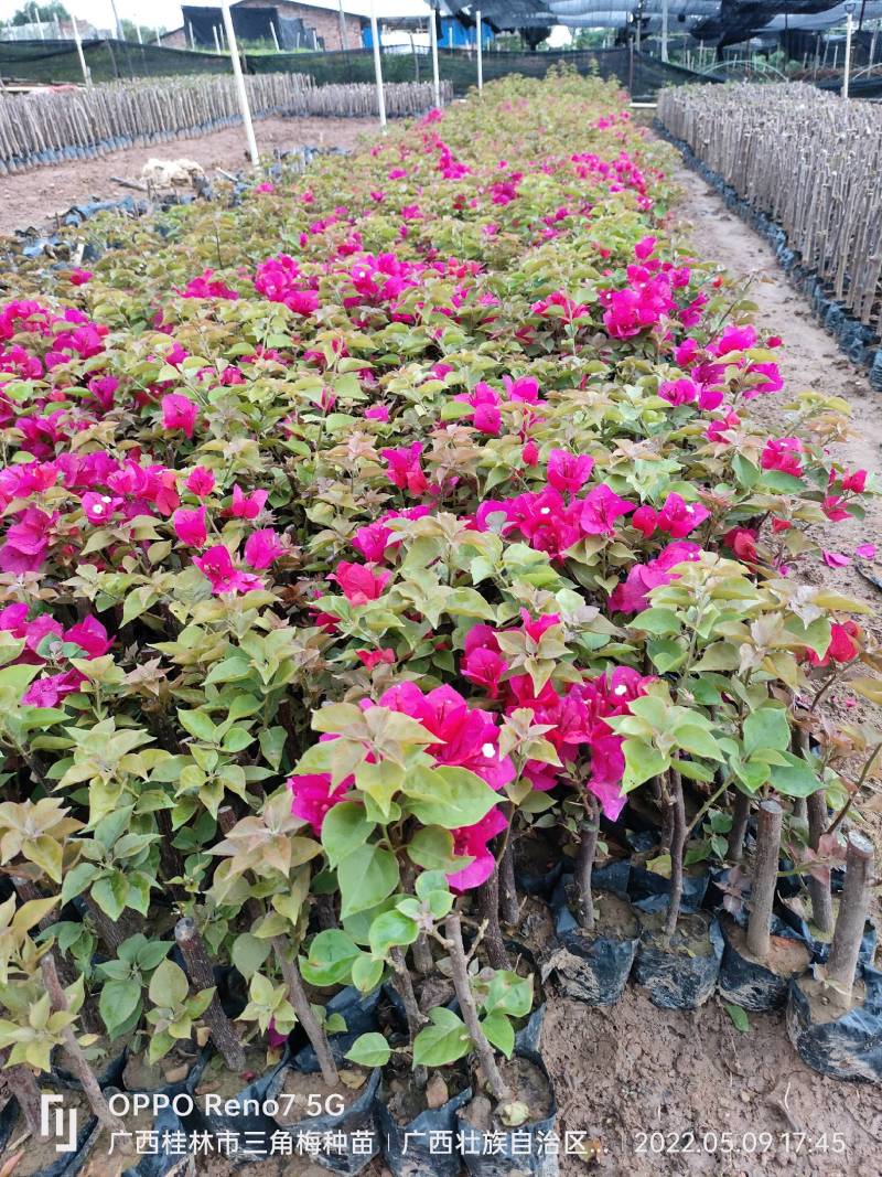 三角梅种苗杯苗红花紫花