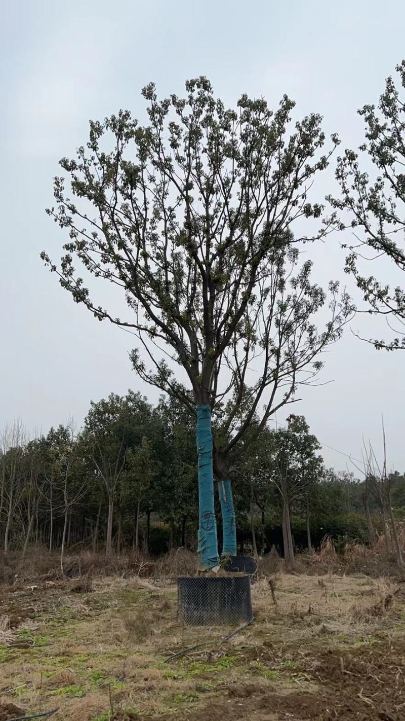 容器香樟！树型漂亮，规格齐全，存活率高，代发全国！