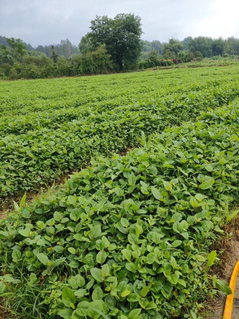 虎杖苗种植粗放，保成活率，包回收诚信经营一手货源欢迎考察