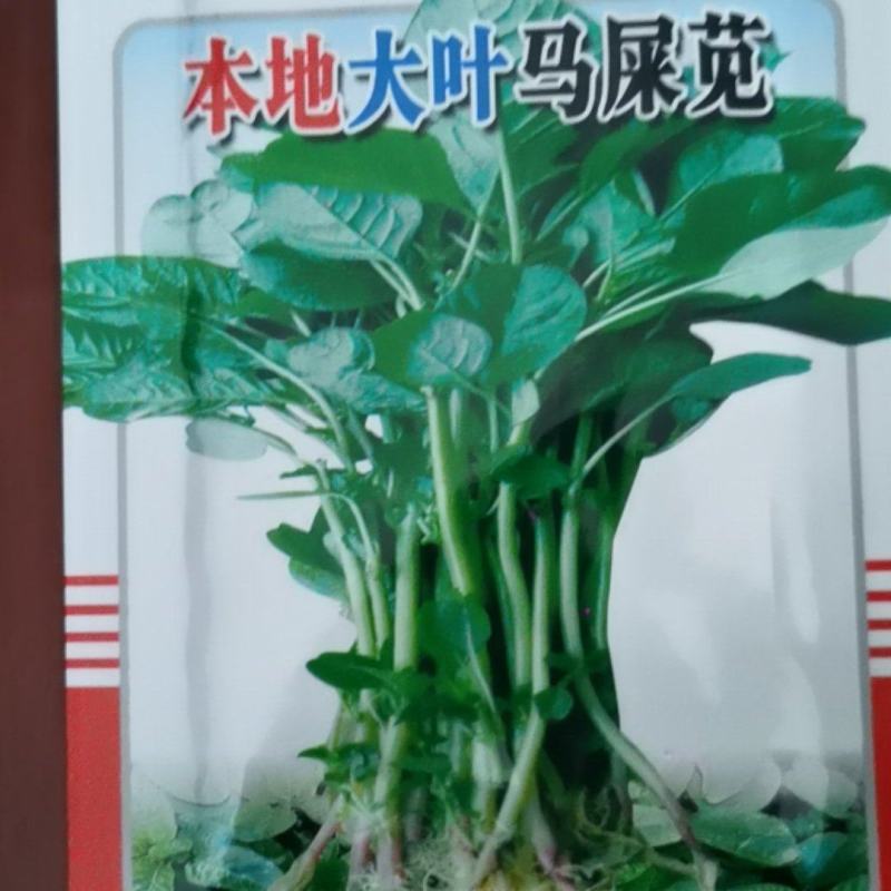 本地大叶马屎苋菜种子
