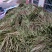 江西省车前草