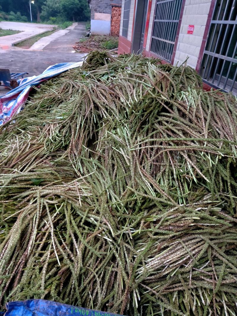 江西省车前草
