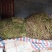 江西省车前草