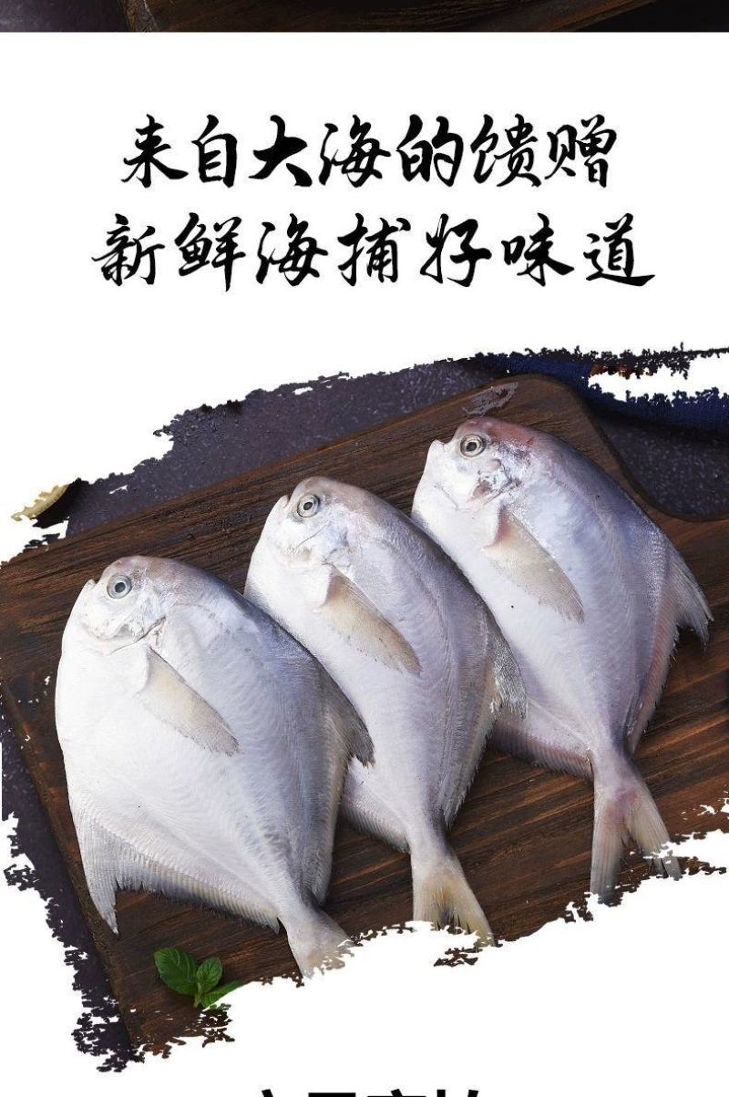 鲳鱼白鲳鱼海捕白鲳鱼银鲳鱼刺少肉多鲜嫩美