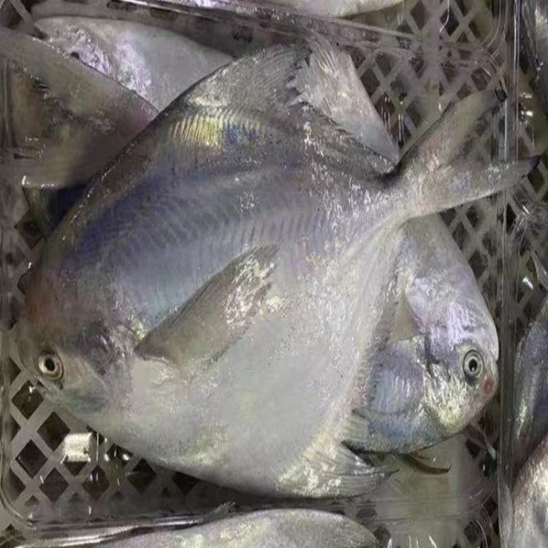 鲳鱼白鲳鱼海捕白鲳鱼银鲳鱼刺少肉多鲜嫩美