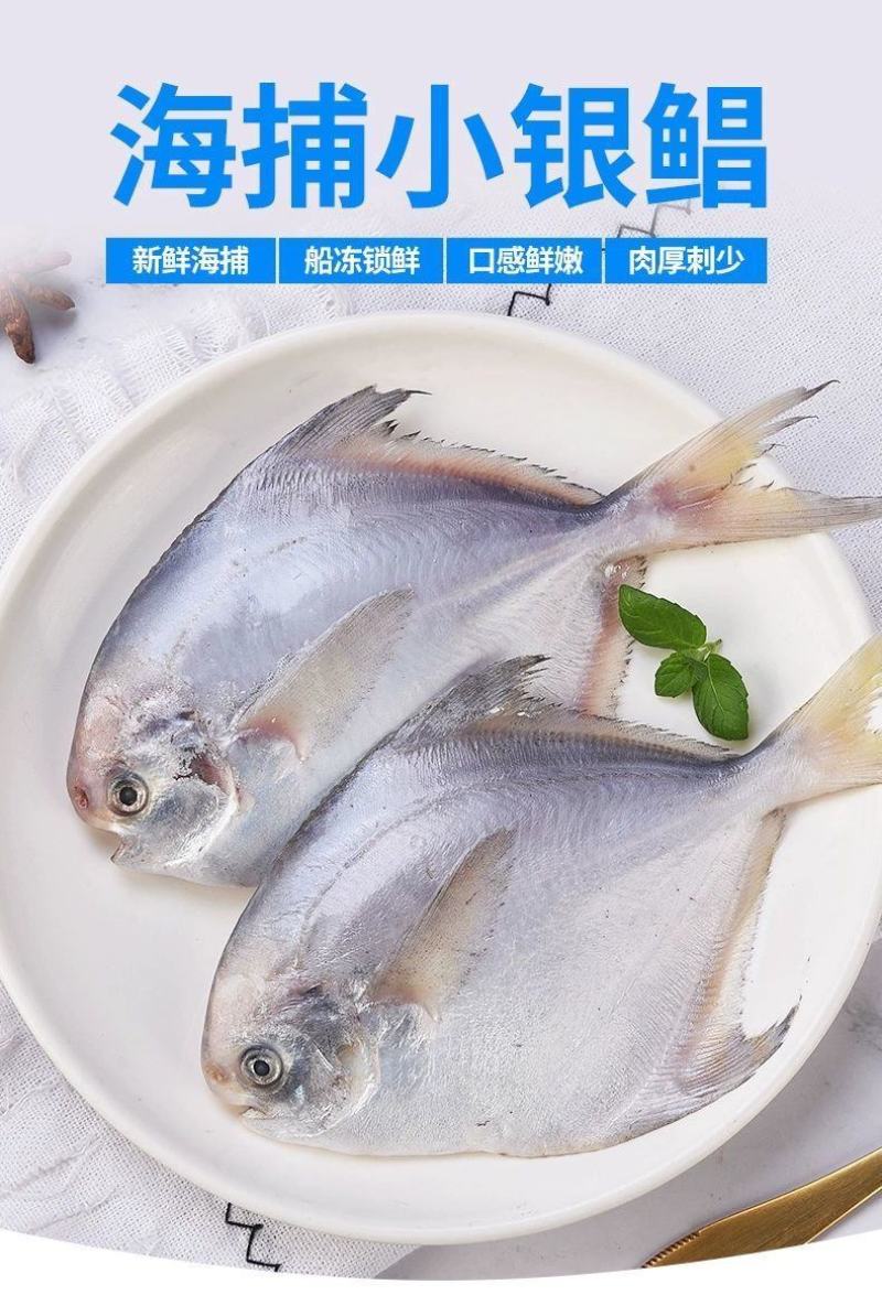 鲳鱼白鲳鱼海捕白鲳鱼银鲳鱼刺少肉多鲜嫩美