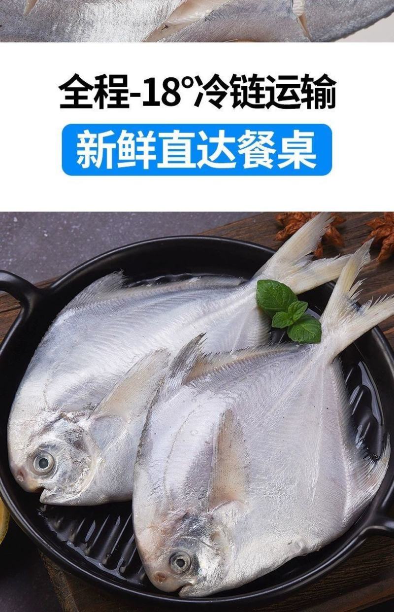 鲳鱼白鲳鱼海捕白鲳鱼银鲳鱼刺少肉多鲜嫩美