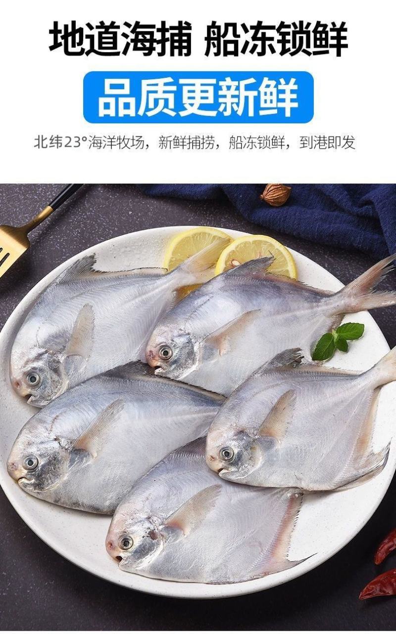 鲳鱼白鲳鱼海捕白鲳鱼银鲳鱼刺少肉多鲜嫩美