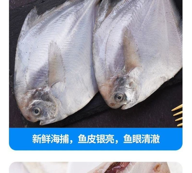 鲳鱼白鲳鱼海捕白鲳鱼银鲳鱼刺少肉多鲜嫩美