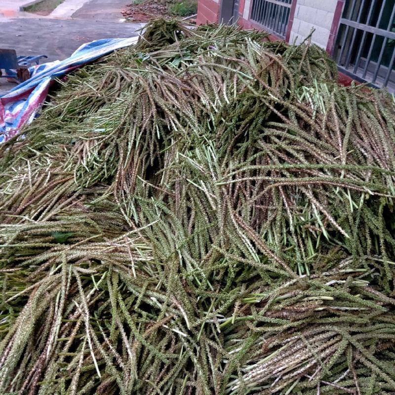 江西省车前草