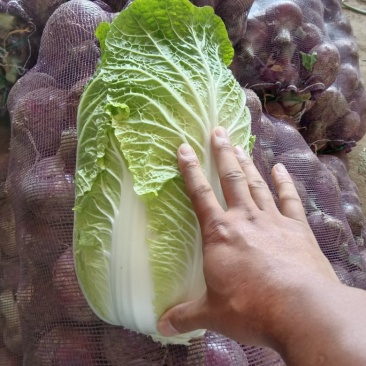 市场货，长白菜黄心菜，大量现货长期供应