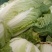 市场货，长白菜黄心菜，大量现货长期供应