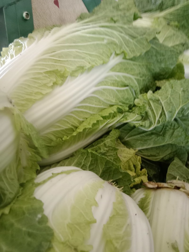 市场货，长白菜黄心菜，大量现货长期供应