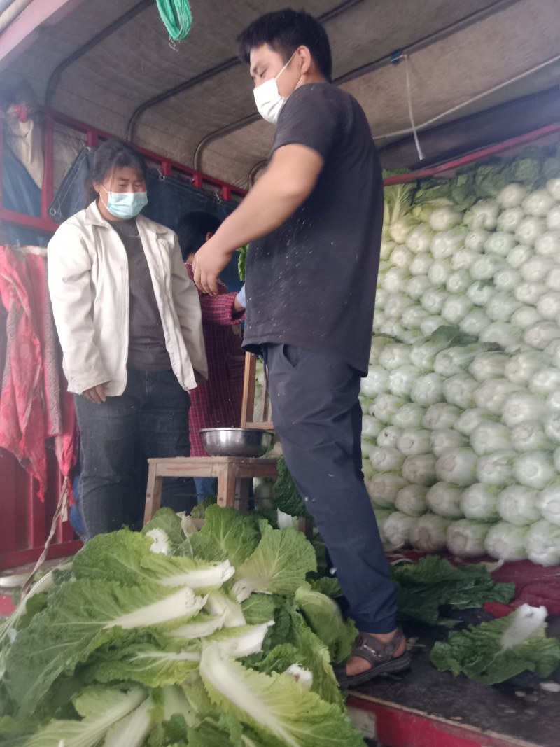 市场货，长白菜黄心菜，大量现货长期供应