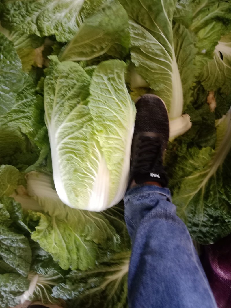 市场货，长白菜黄心菜，大量现货长期供应