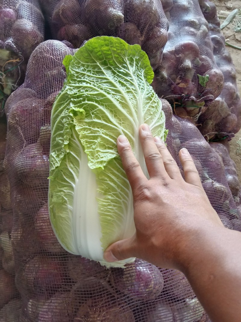 市场货，长白菜黄心菜，大量现货长期供应